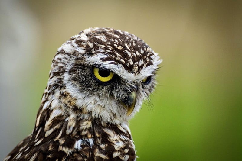 Owl in the wild